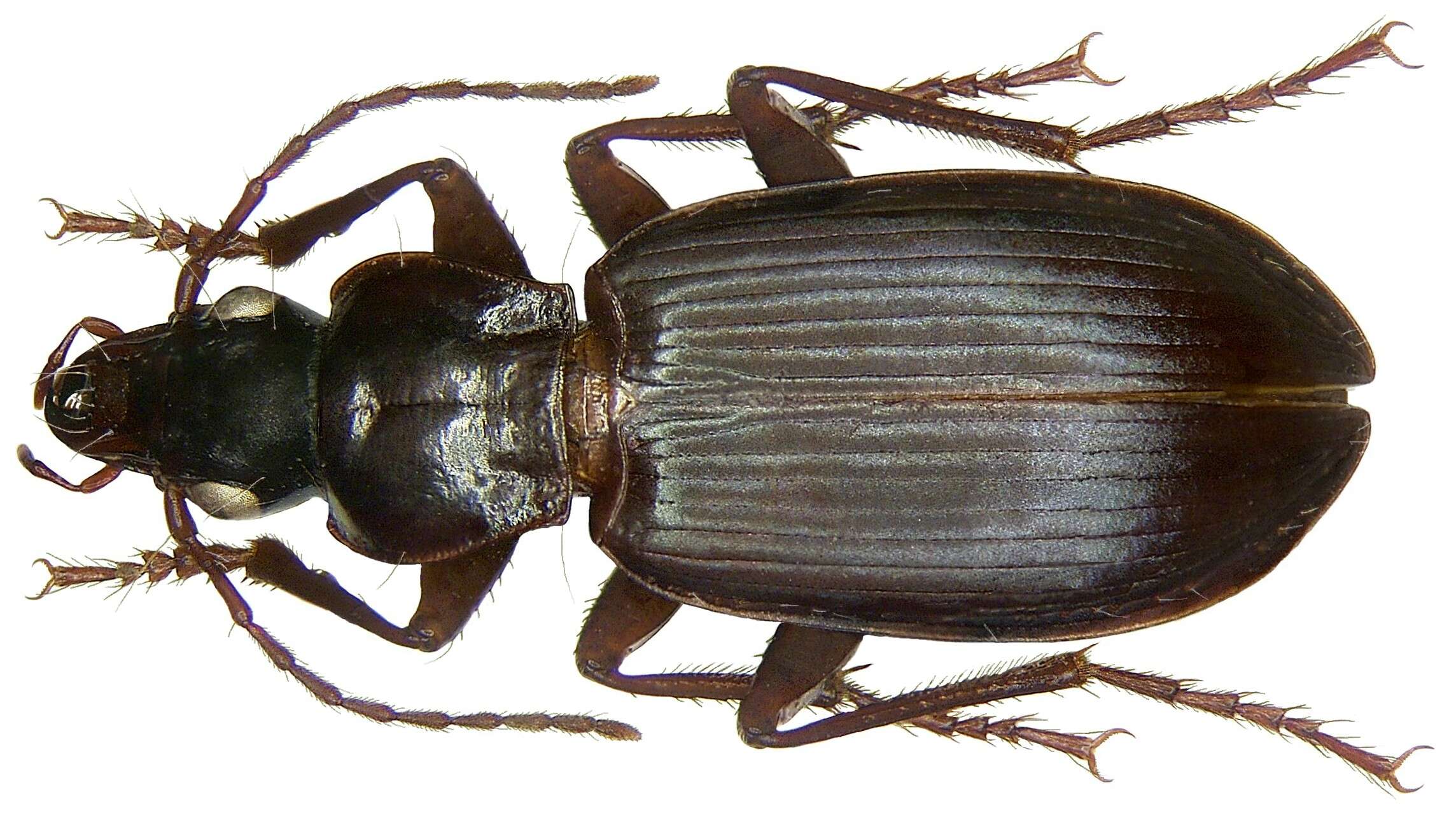 Слика од Laemostenus (Laemostenus) complanatus (Dejean 1828)