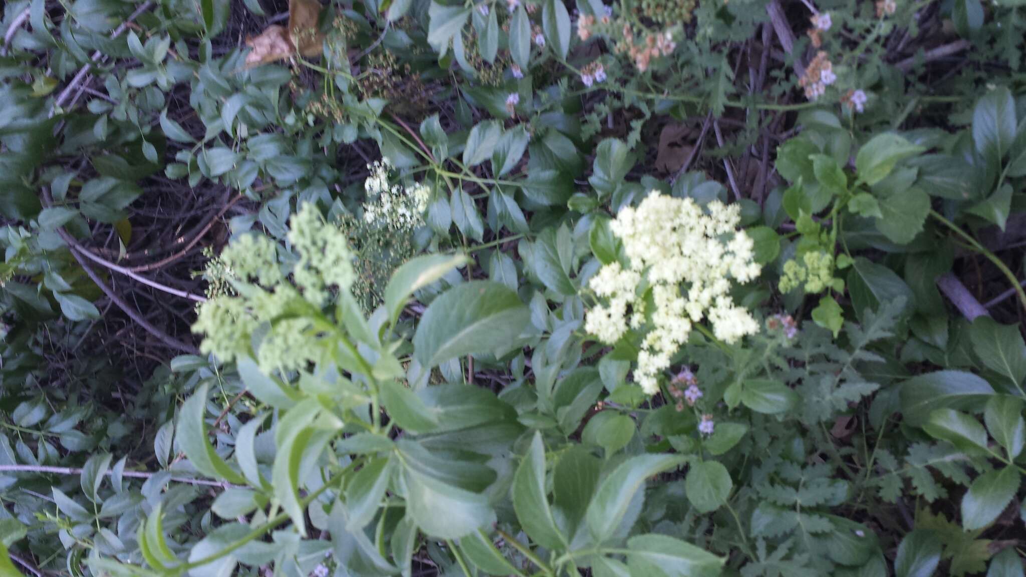 Image of <i>Sambucus cerulea</i>