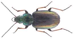 Agonum (Agonum) muelleri (Herbst 1784)的圖片