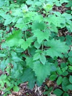 Image of pale Indian plantain