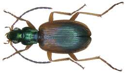 Image of Anchomenus (Anchomenus) dorsalis (Pontoppidan 1763)