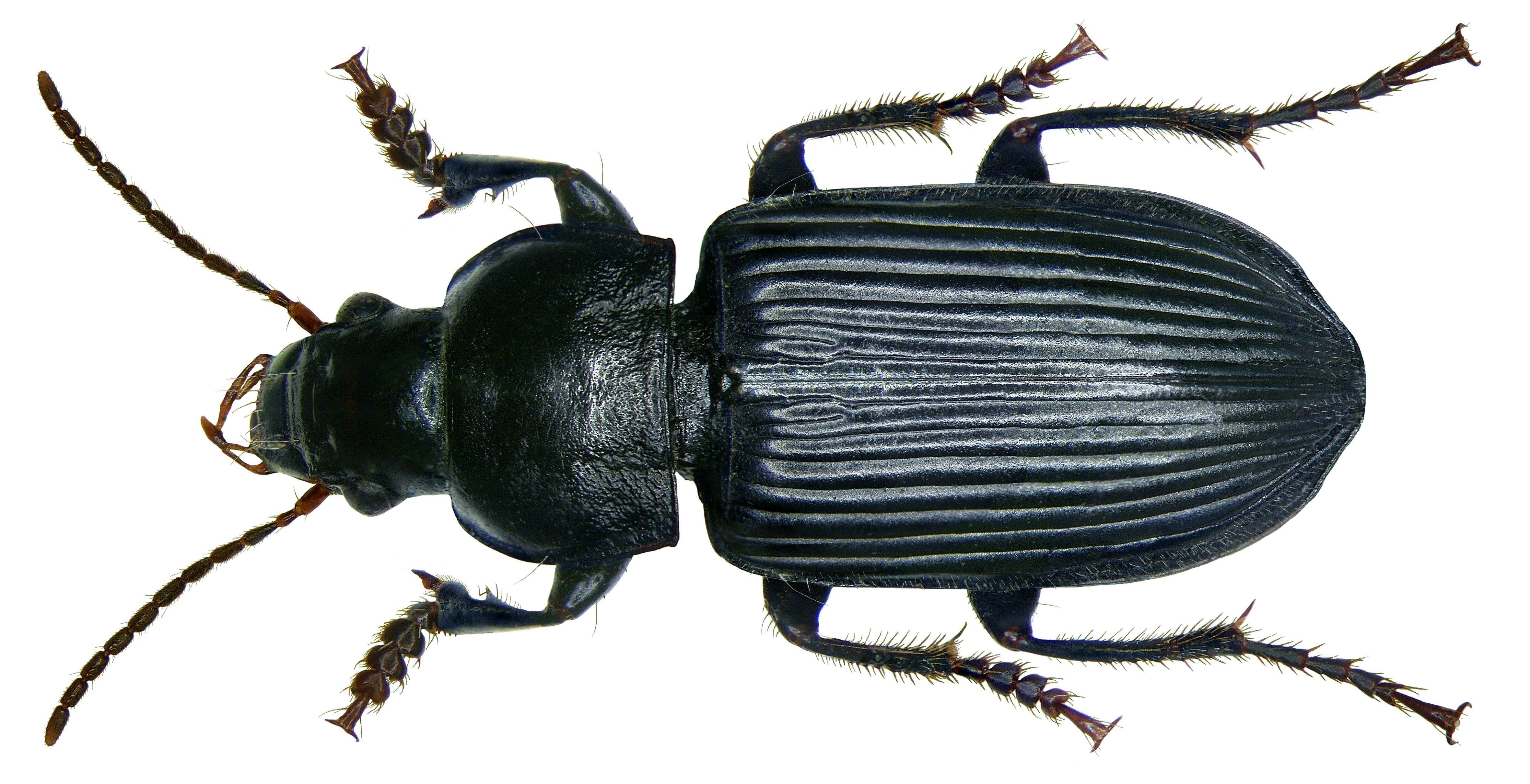 Anisodactylus (Anisodactylus) binotatus (Fabricius 1787) resmi