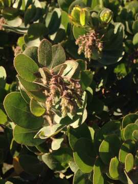 Image of Santa Rosa Island manzanita