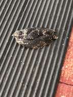 Image of Freckled Nightjar