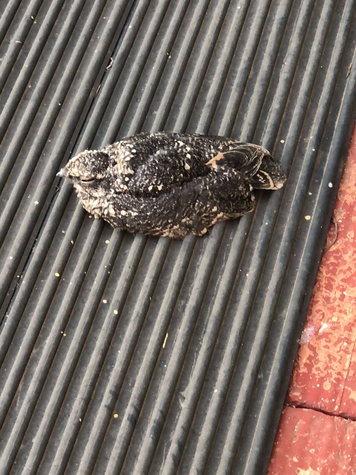 Image of Freckled Nightjar