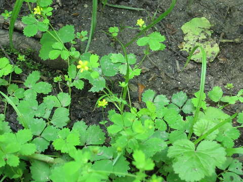 Image of Potentilla centigrana Maxim.