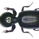 Dyschirius (Dyschirius) thoracicus (P. Rossi 1790) resmi