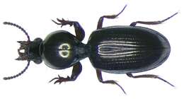 Dyschirius (Dyschirius) thoracicus (P. Rossi 1790) resmi