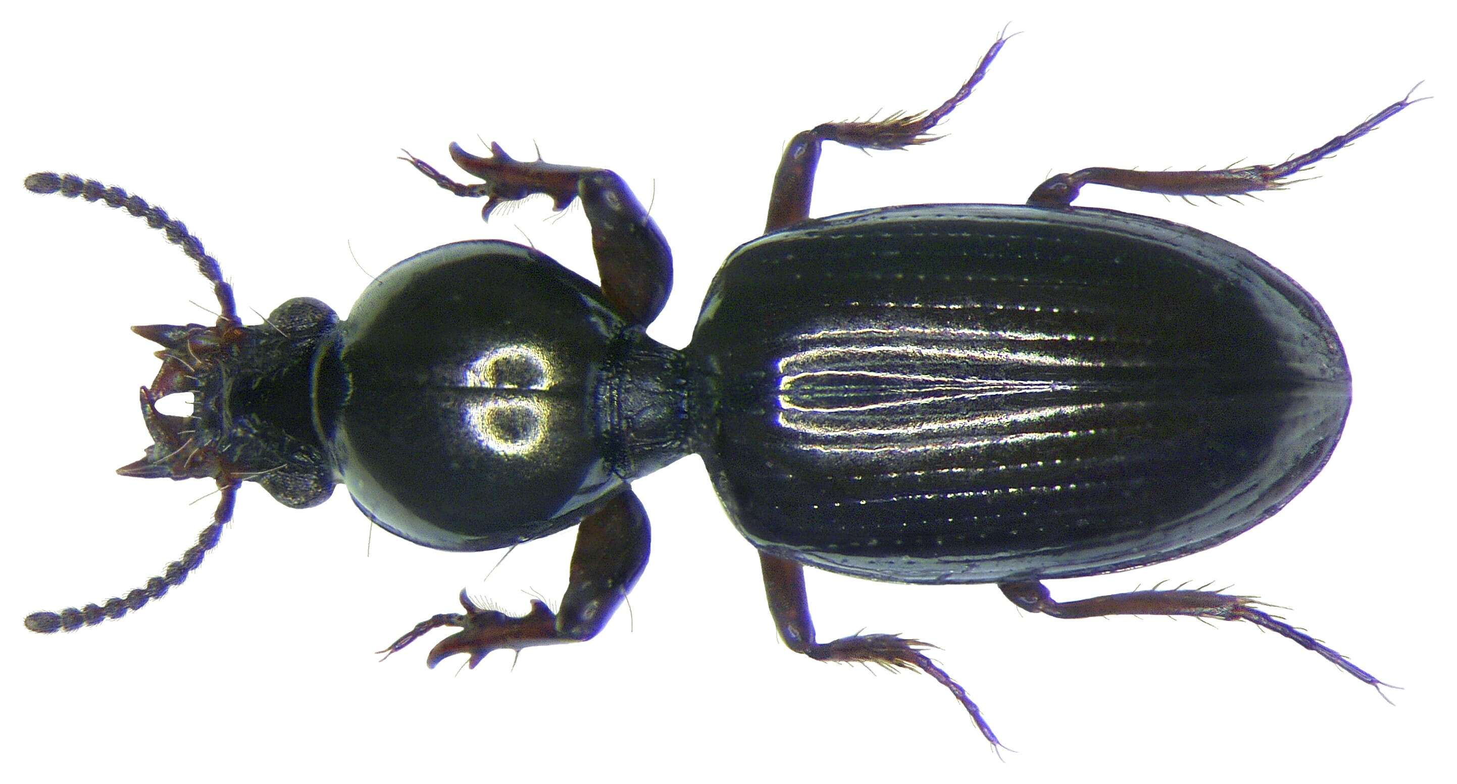 Dyschirius (Dyschirius) thoracicus (P. Rossi 1790) resmi