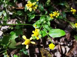 Image of Acmella filipes (Greenm.) R. K. Jansen