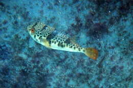 Image of Smooth Toadfish