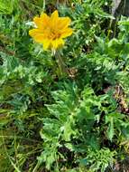 Image of California balsamroot