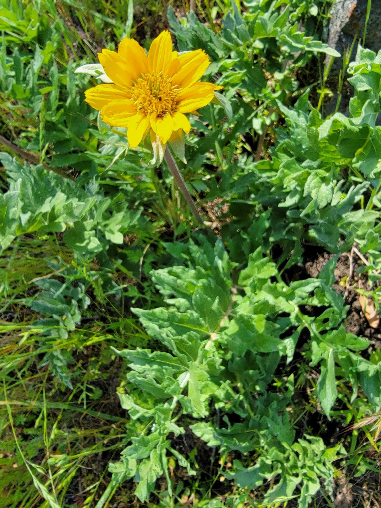 Image of California balsamroot