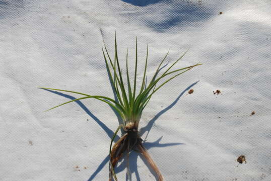 Image of Maritime Quillwort