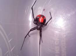 Latrodectus curacaviensis (Müller 1776)的圖片