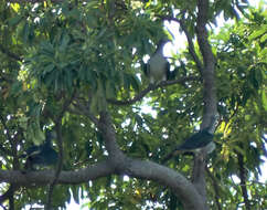 Image of Spectacled Imperial-Pigeon