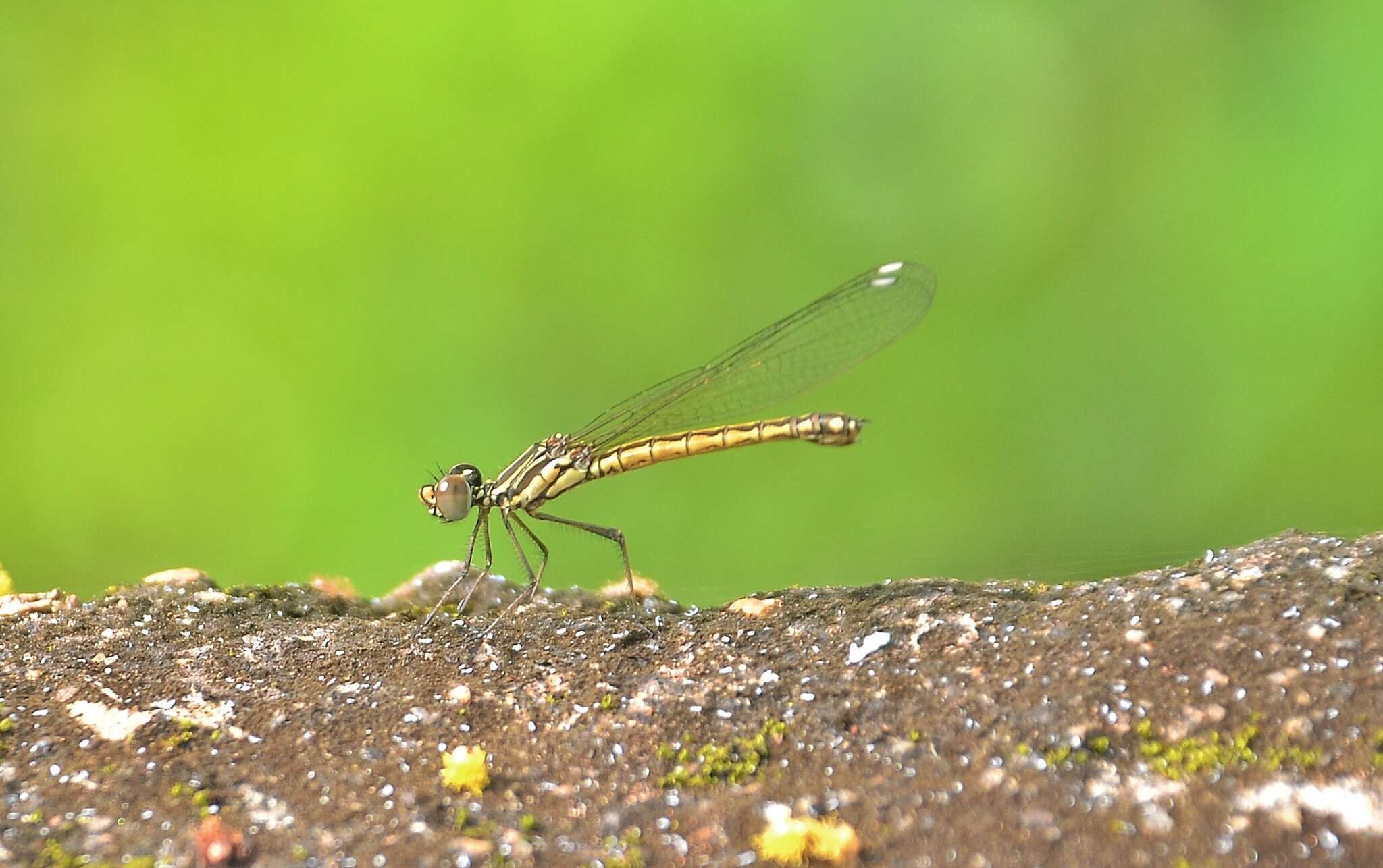 Image of Libellago indica (Fraser 1928)