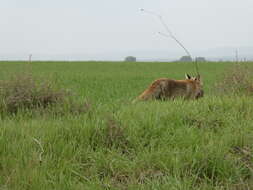 Image of Vulpes vulpes silacea Miller 1907