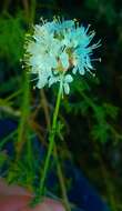 Image de Dalea multiflora (Nutt.) Shinners