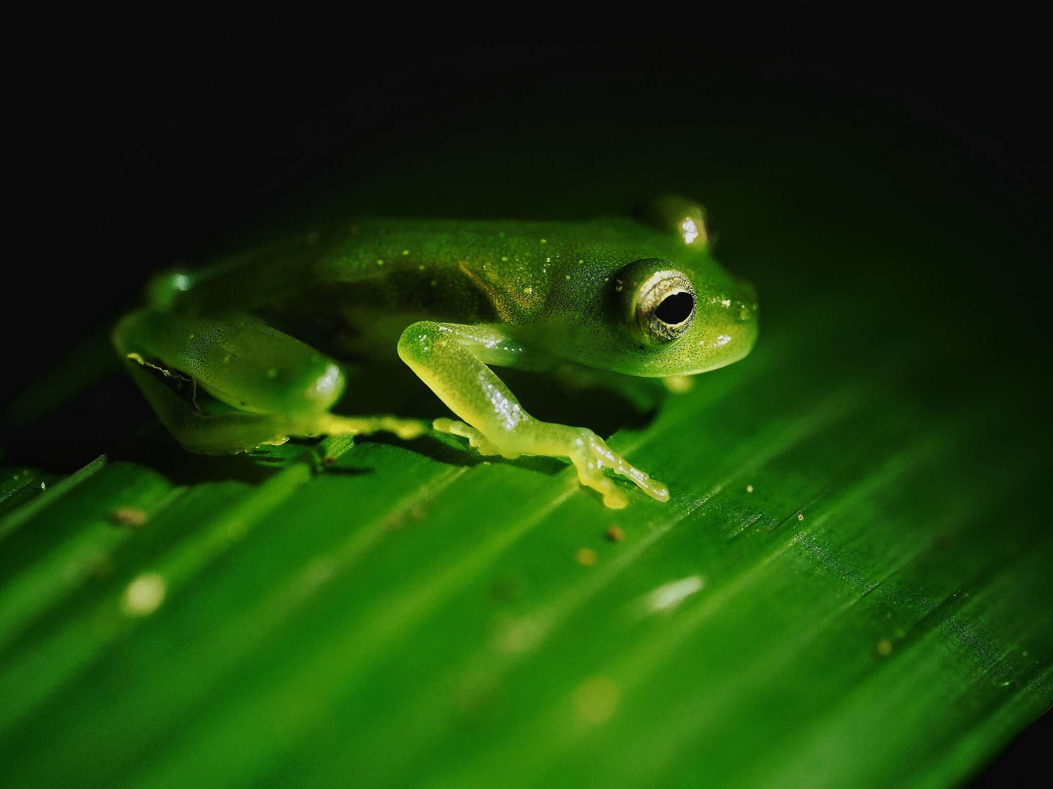 Sivun Rulyrana flavopunctata (Lynch & Duellman 1973) kuva