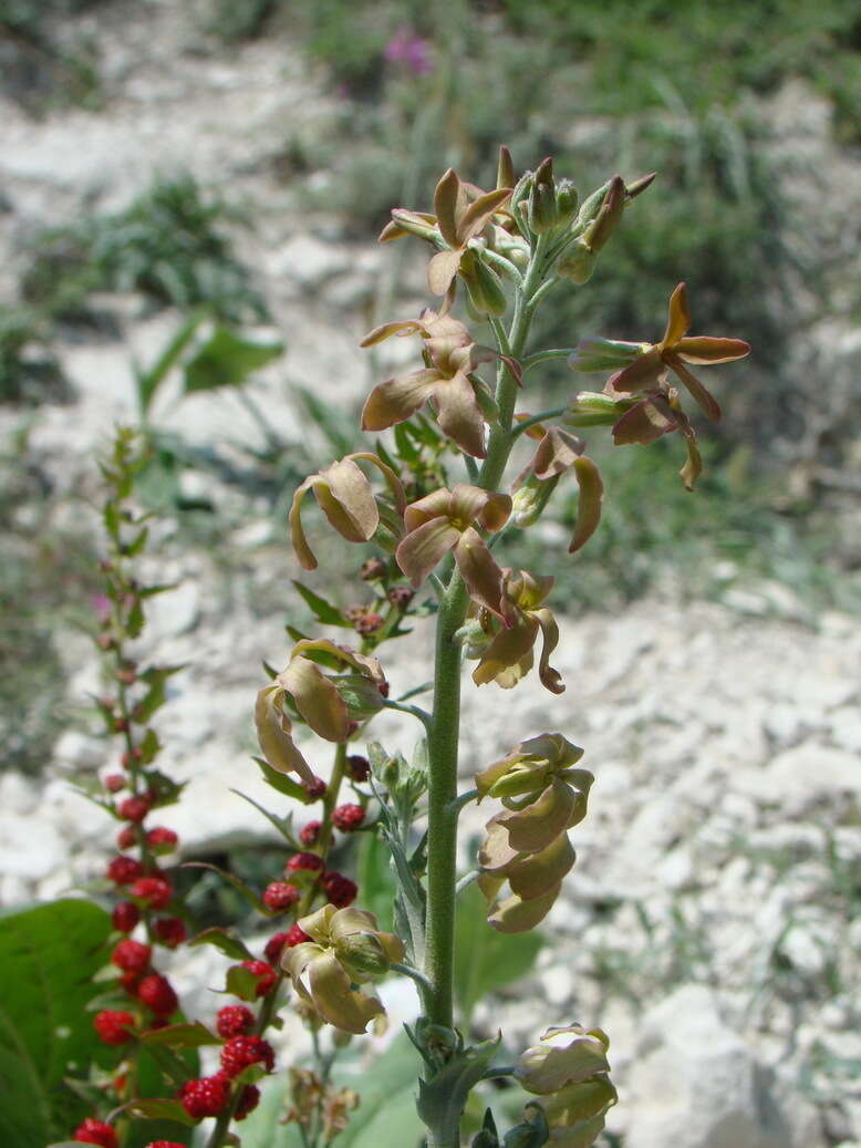 Image of Matthiola fragrans (Fisch.) Bunge