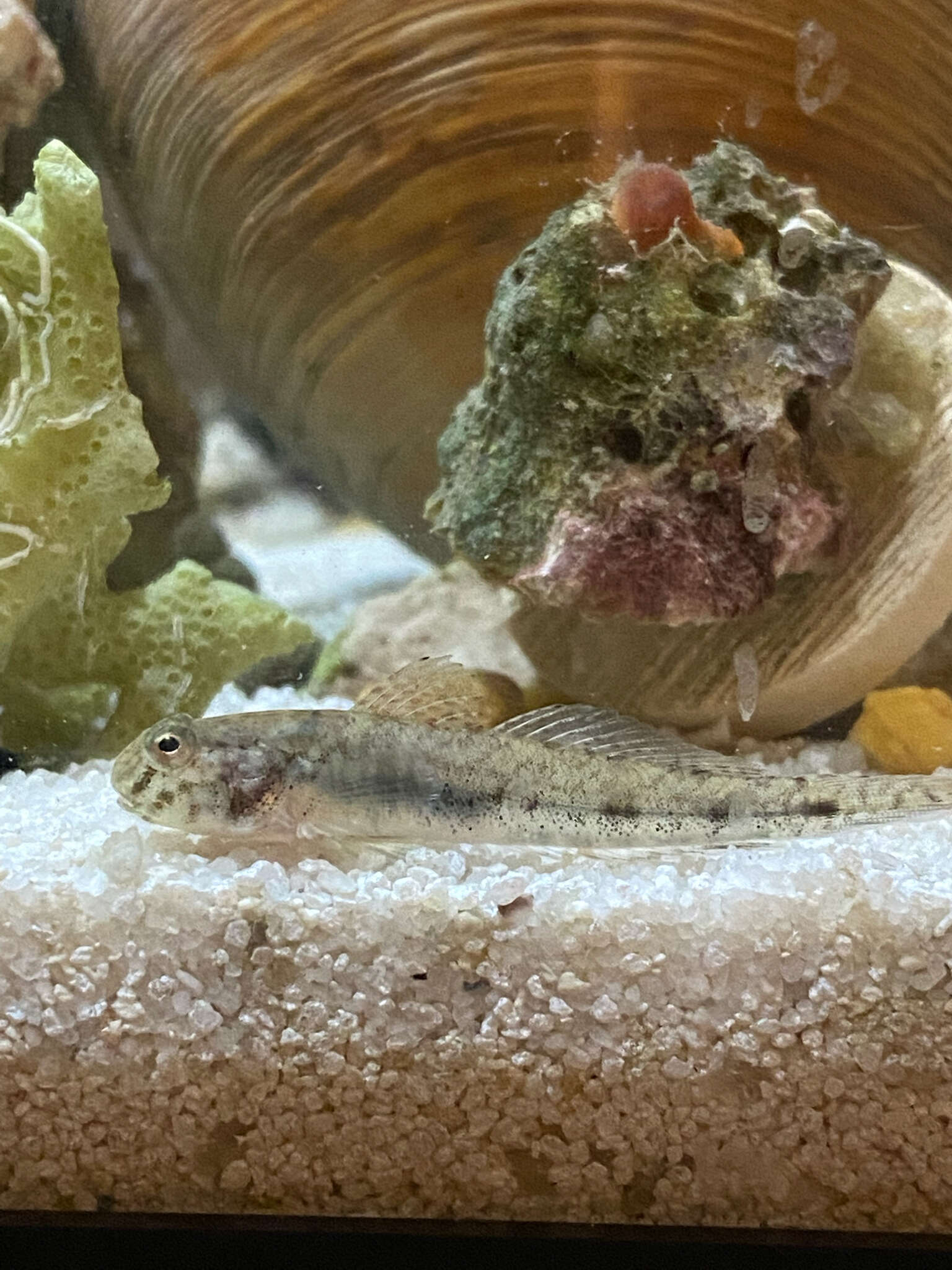 Image of American freshwater goby