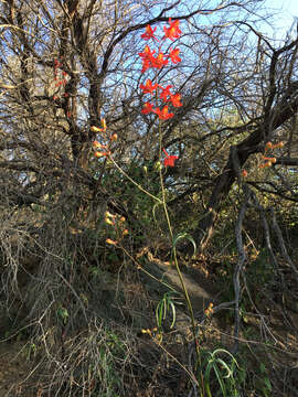 Image of scarlet larkspur