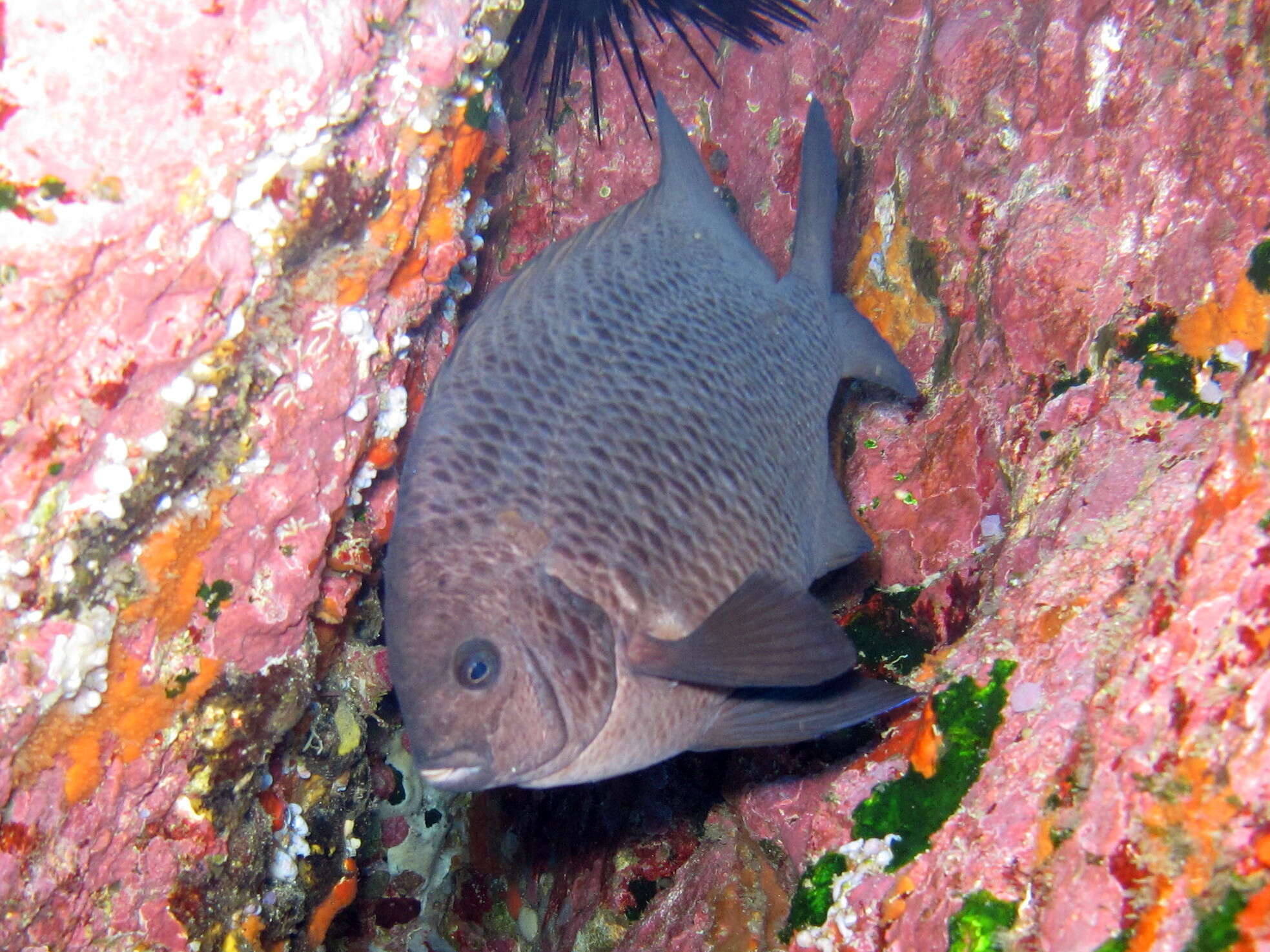 Image of New Zealand black angelfish