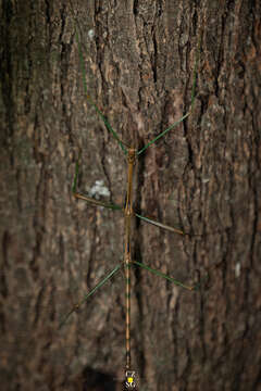 Image of Diapheromera (Diapheromera) persimilis Caudell 1904