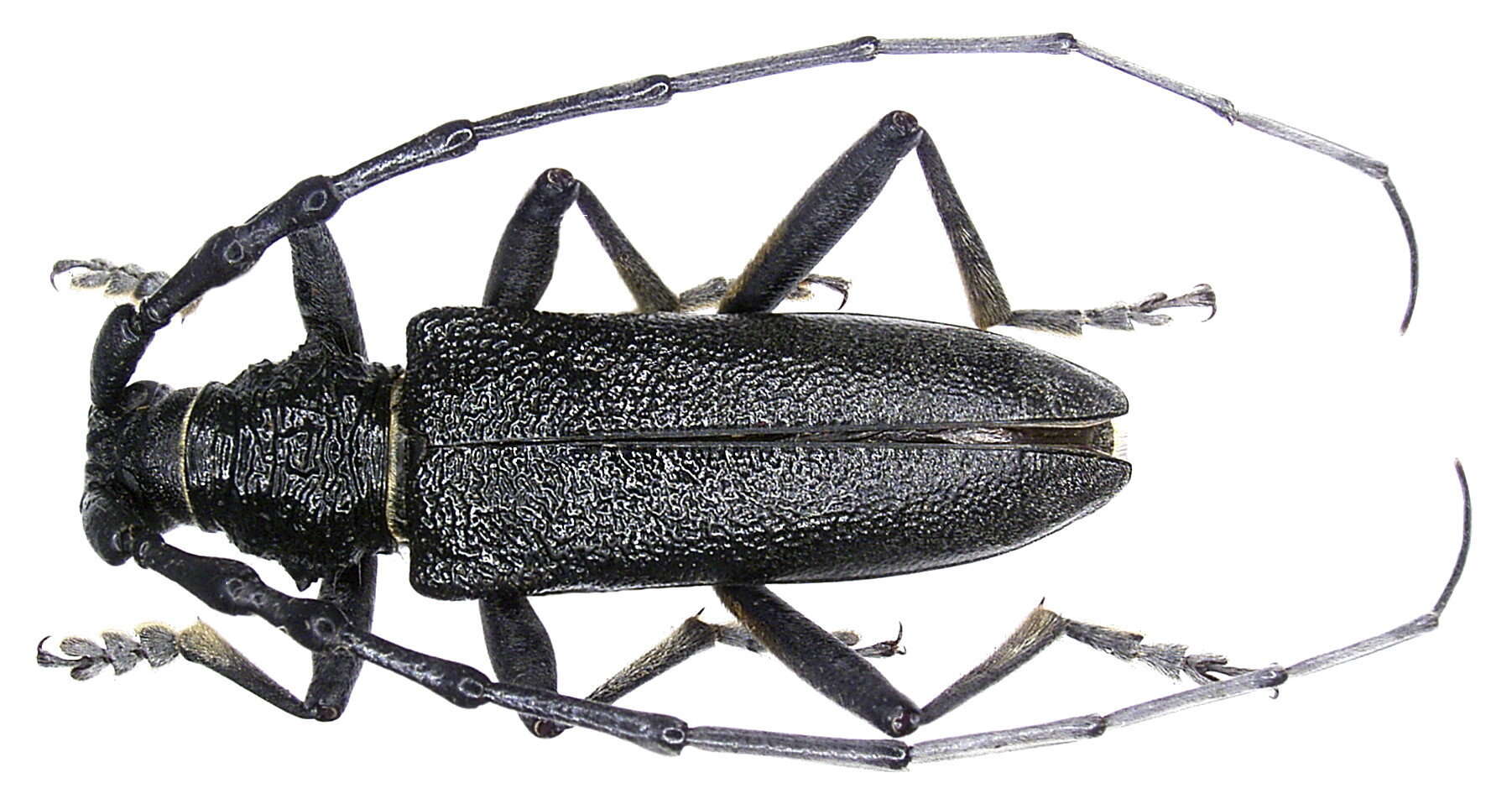 Image of capricorn beetle