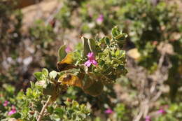 Image of Ruellia floribunda Hook.