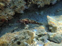 Image of Red-mouthed Goby