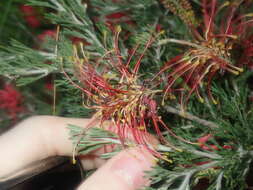 Image of Grevillea preissii subsp. glabrilimba P. M. Olde & N. R. Marriott