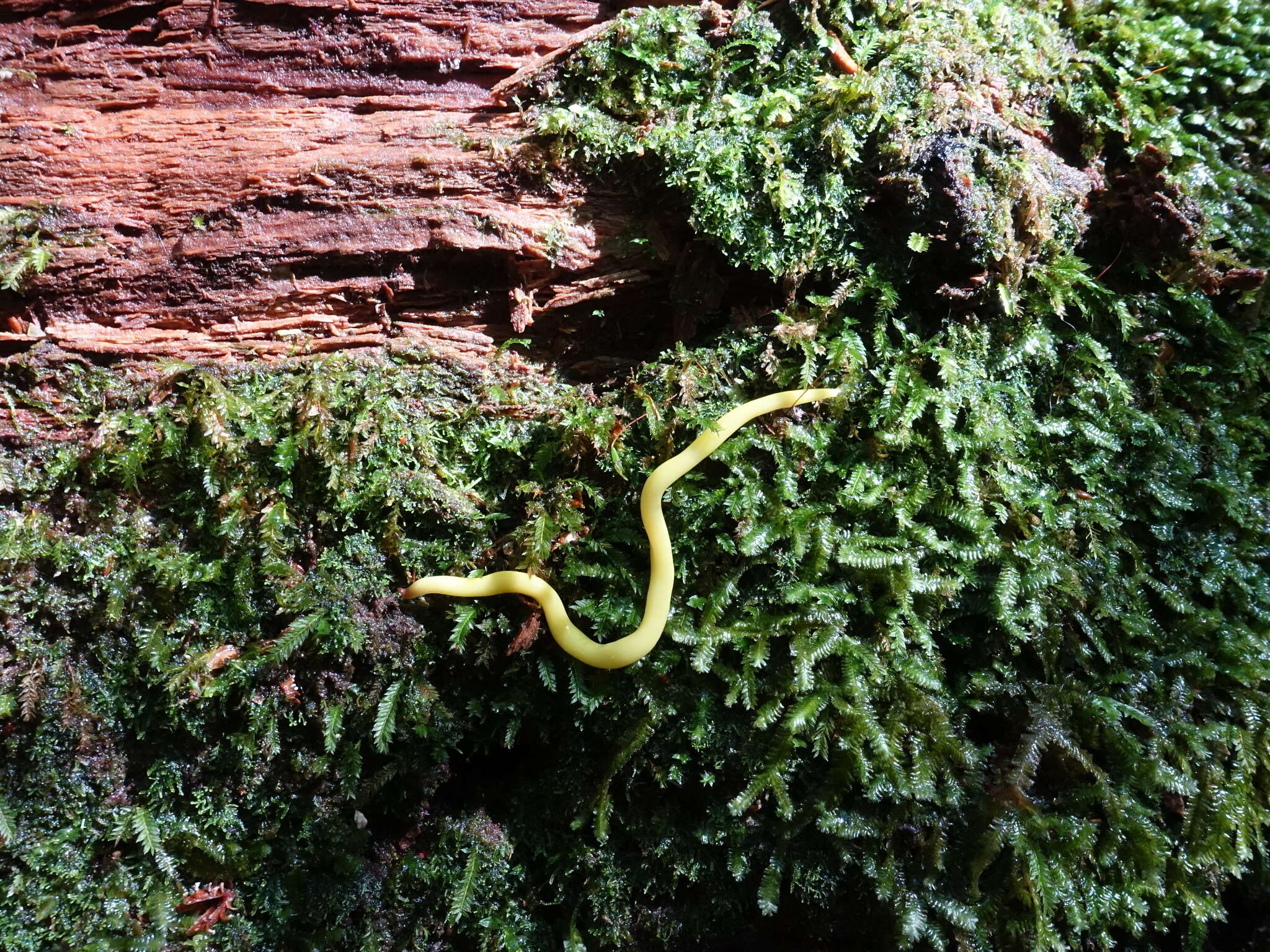 Image of Fletchamia sugdeni (Dendy 1891)