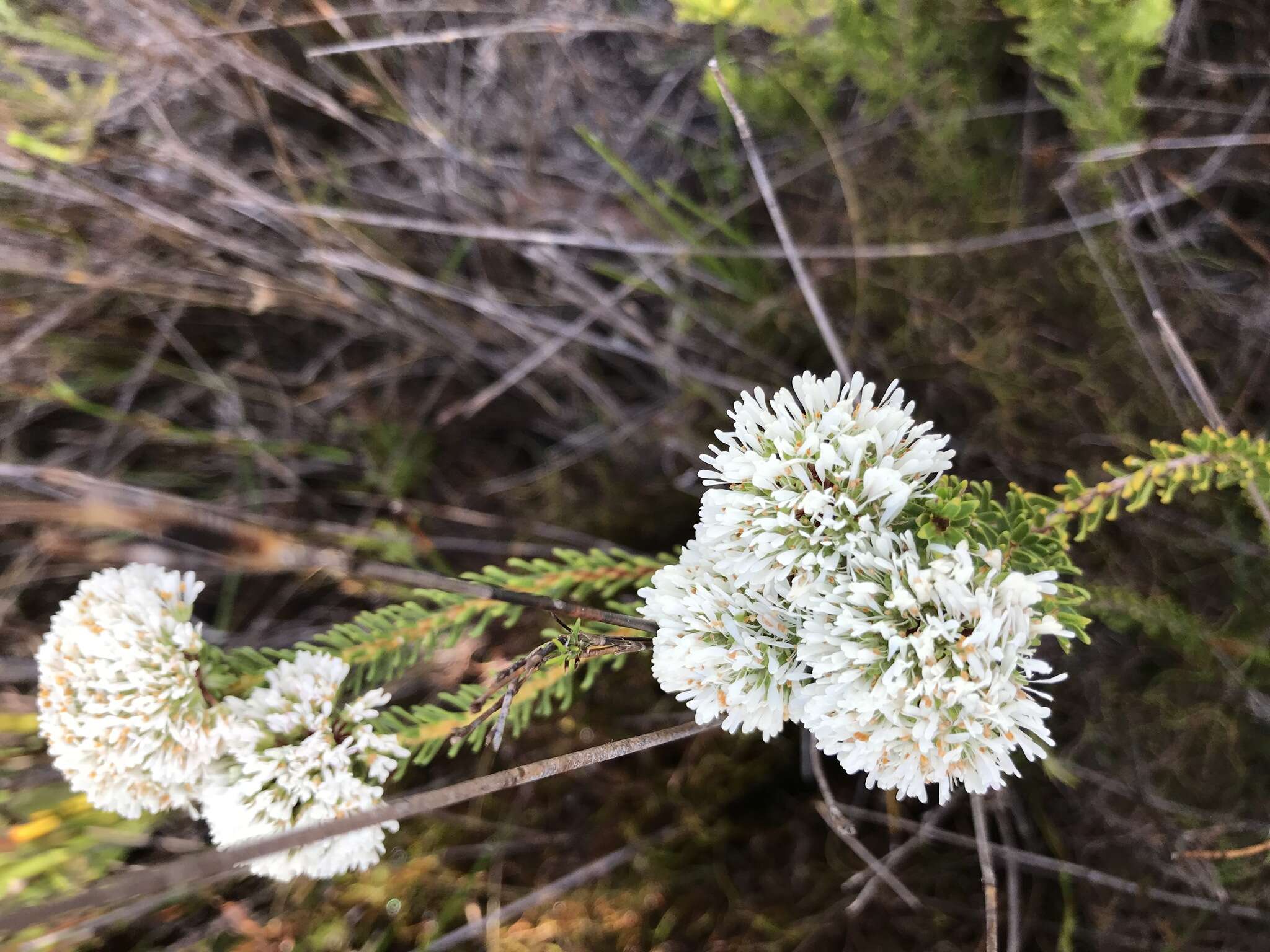 Image of Agathosma bifida (Jacq.) Bartl. & Wendl. fil.