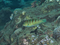 Image of Saowisata wrasse