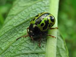 Sivun Calligrapha (Calligrapha) fulvipes Stål 1859 kuva