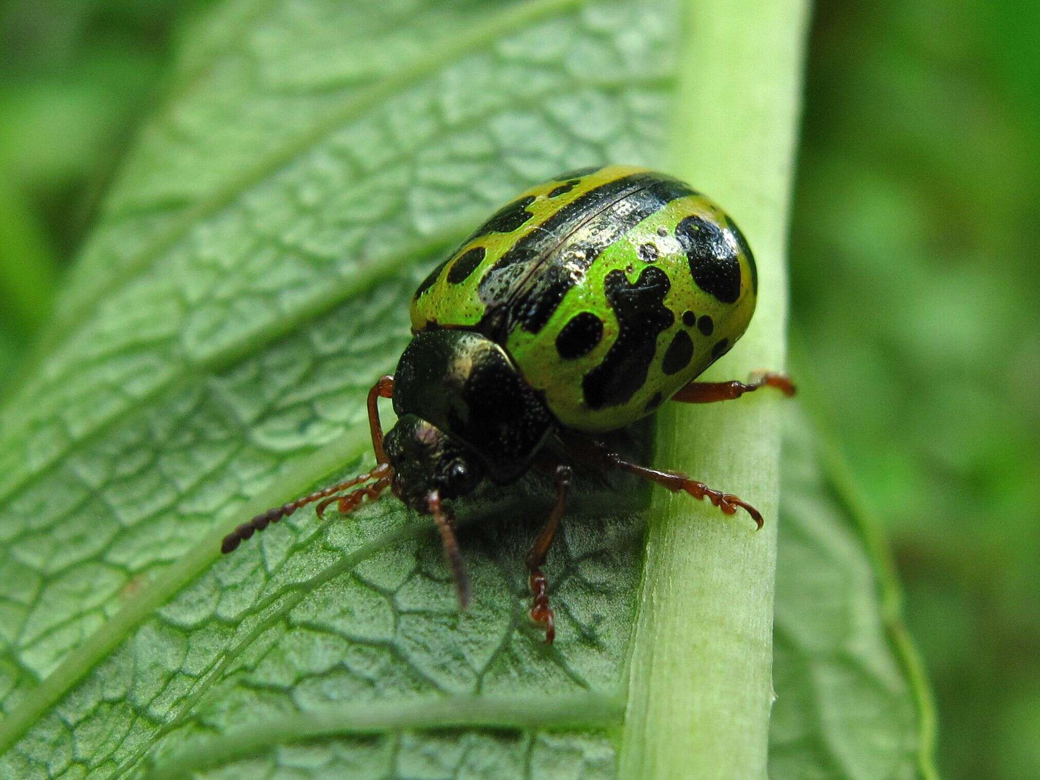 Sivun Calligrapha (Calligrapha) fulvipes Stål 1859 kuva