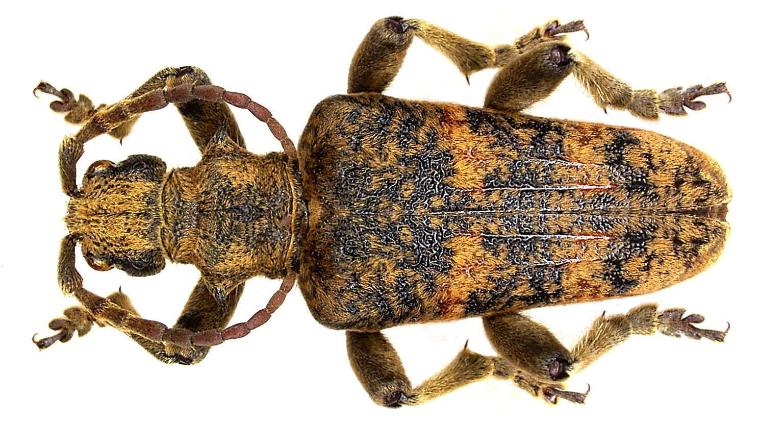 Image of Rhagium (Megarhagium) sycophanta (Schrank 1781)