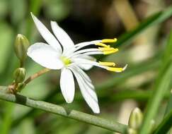 Plancia ëd Chlorophytum comosum (Thunb.) Jacques