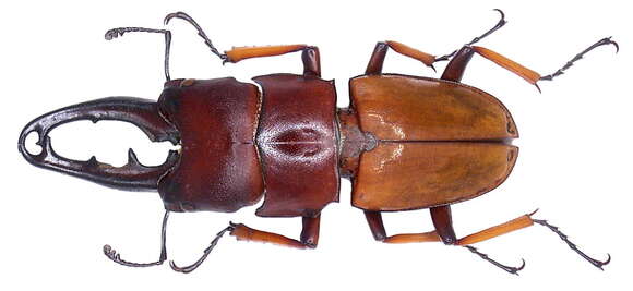 Слика од Leptinopterus tibialis (Eschscholtz 1822)