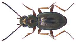 Image of Carabidae