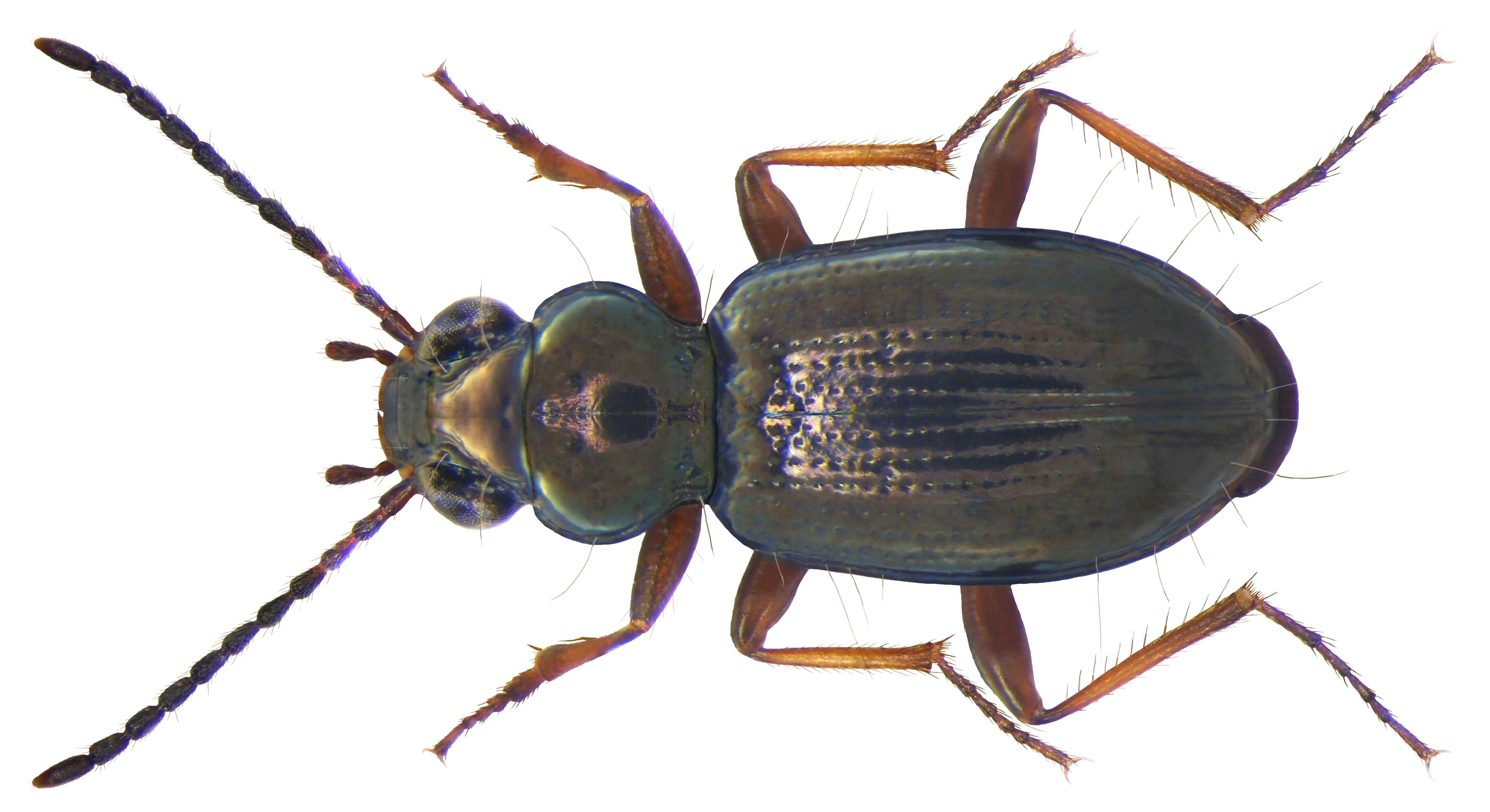 Image of Carabidae