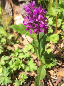 Image of Northern Marsh-orchid