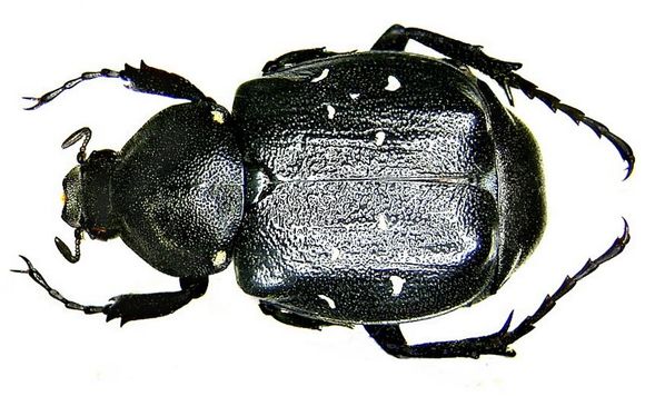 Image of <i>Gnorimus variabilis</i>