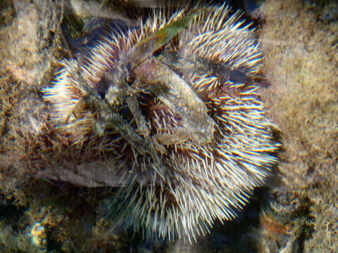 Image of West Indian sea egg