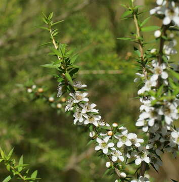 Image of Leptospermum continentale J. Thompson