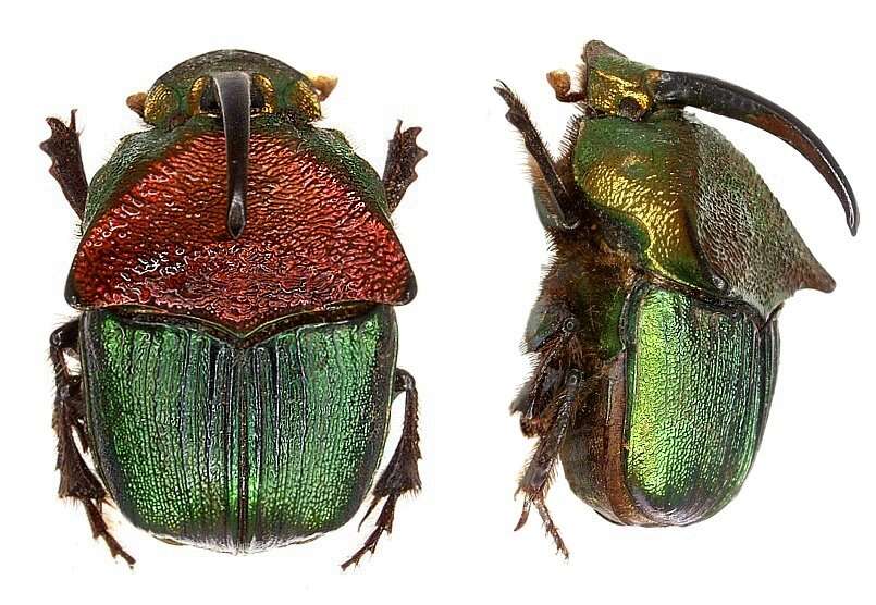 Image of Rainbow Scarab