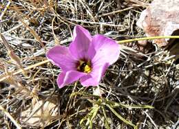 Image of Oxalis laciniata Cav.