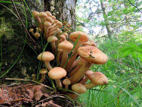 Image of Armillaria borealis Marxm. & Korhonen 1982